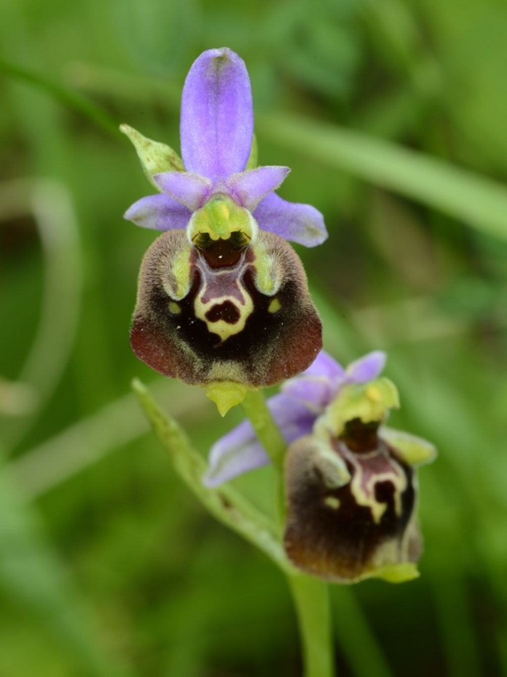 Conferma Ophirys holoserica subsp. holoserica